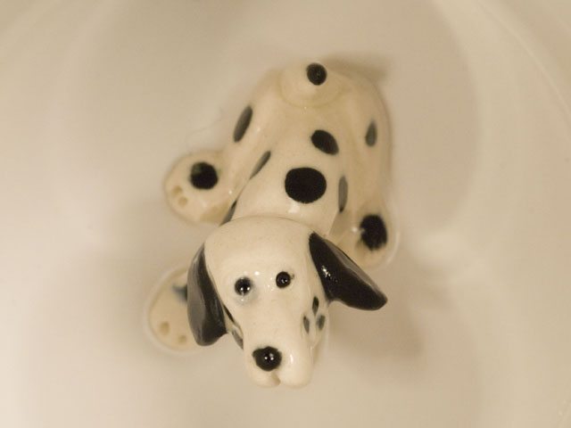 Dog - Dalmation