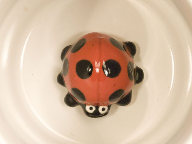 ladybug